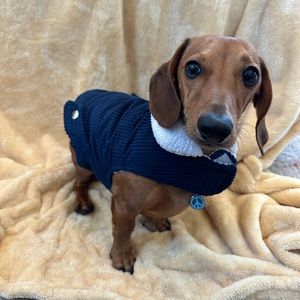 Worn a couple times XS/S corduroy dog jacket
